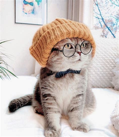 16 Cats & Kittens Looking Cute in Hats | Cuteness