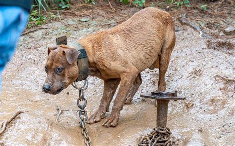 Man Convicted of 214 Counts of Dog Fighting and Animal Cruelty Was Sentenced to 50 Years – But ...