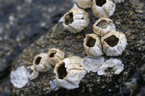 Seashore | Barnacles, Gallery frame, Acorn