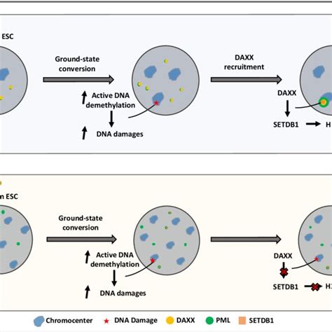 (PDF) DAXX safeguards pericentromeric heterochromatin formation in embryonic stem cells