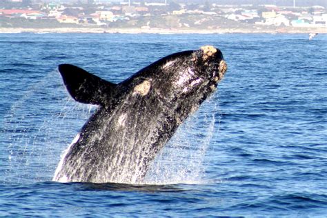 Whale Watching | June to November | Hermanus | Activities in cape town ...