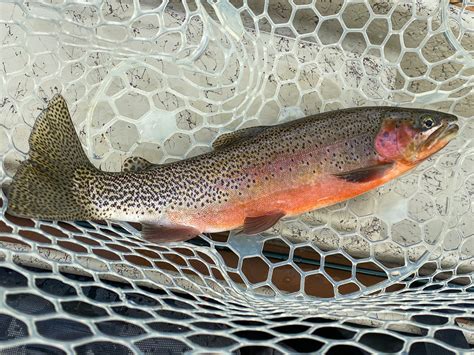 Skwala Hatch on the Bitterroot - Montana Trout Outfitters