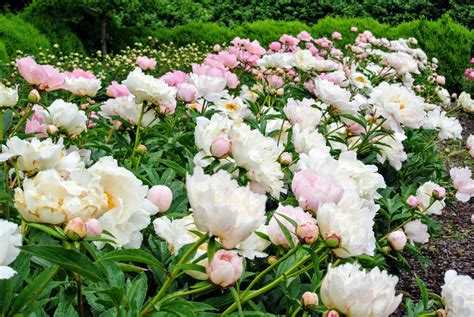 My Herbaceous Peony Garden - The Martha Stewart Blog