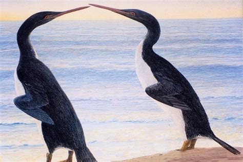 This prehistoric penguin was super-old and super-huge | Fossils | Earth Touch News