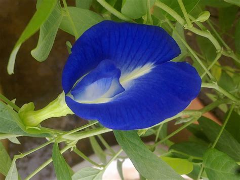 Plants Growing In My Potted Garden.: How to Grow Butterfly Pea Vine In Pots and care for them.