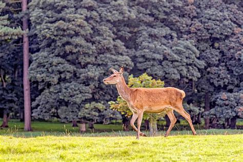 40+ Hangul Deer Stock Photos, Pictures & Royalty-Free Images - iStock