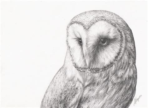 Easy Owl Pencil Drawings