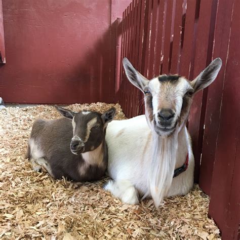 Goats | Beacon Hill Children's Farm