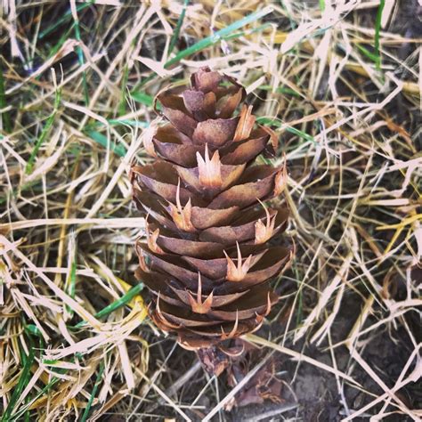 Douglas Fir Cone – Small Things