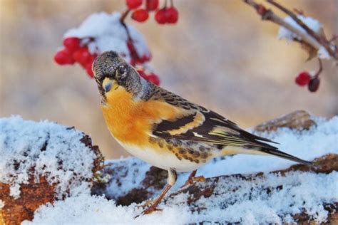 25 Remarkable Types of Finches (With Photos and Songs)