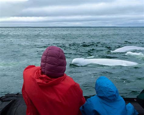 Kayaking With Beluga Whales In Churchill, Manitoba - Adventure Family ...