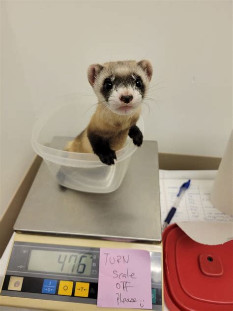 Scientist clone two black-footed ferrets to save endangered species – SWNS