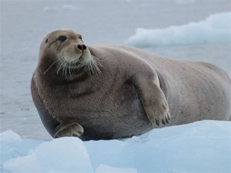 We spotted this Bearded seal near Monacobreen. Did you know that they tend to be solitary ...