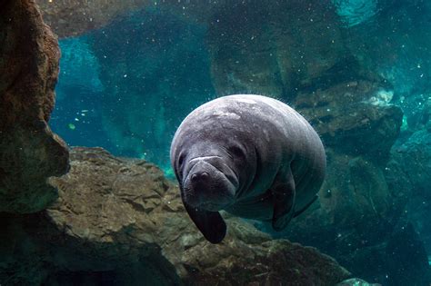 newborn baby manatee close up portrait – Florida Springs Institute