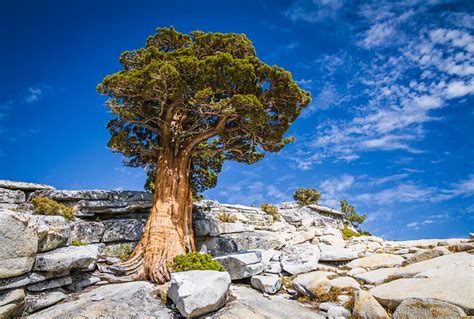 Thousand year old tree at Yosemite National Park | Flickr - Photo Sharing!