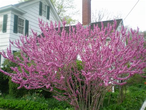 Jarvis House: Spring Flowering Trees and Shrubs in the Jarvis House Garden