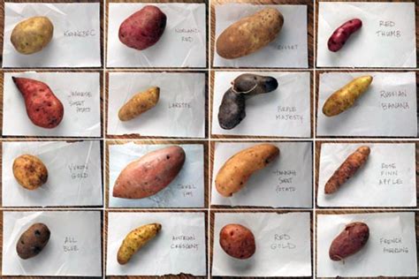 Sixteen Kinds of Potatoes | Kitchn