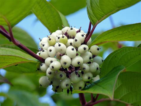 Cornus Alba berries | @ Simon (celery) Marshall Biddulph Grange Gardens ...