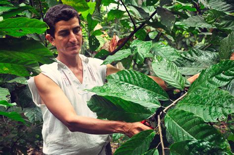 What’s Wrong With Cacao Farming? - Jerry Toth - Medium