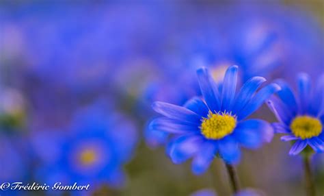 Blue eyes of Spring | frederic gombert | Flickr