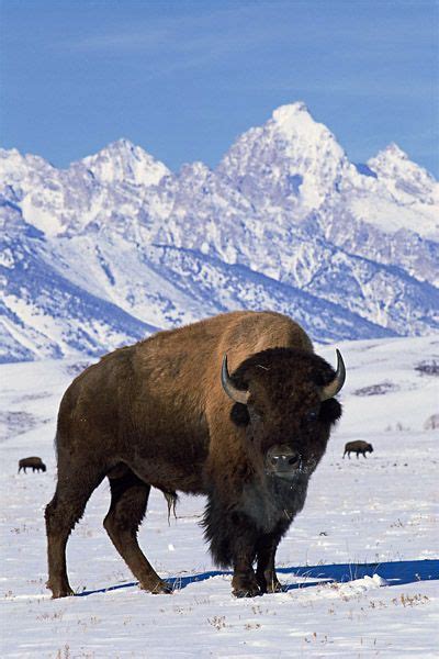 Bison are an iconic symbol of the American West. Once numbering more than 50 million animals ...