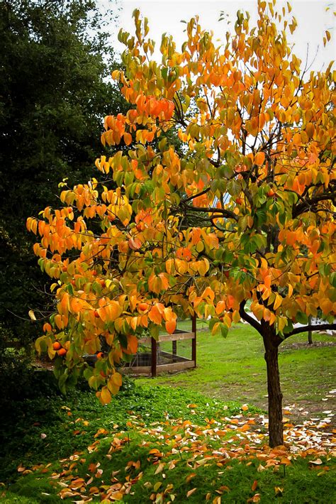 Hachiya Japanese Persimmon Trees For Sale | The Tree Center™