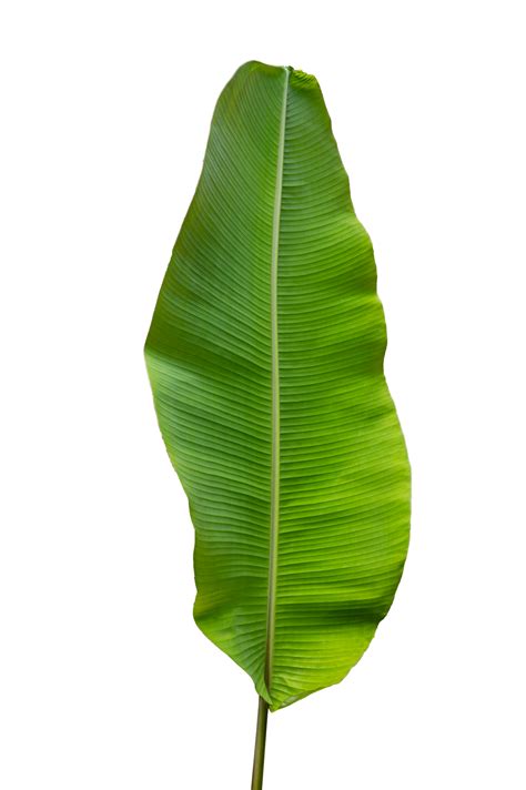 banana leaf Isolate on transparent background PNG file 13441770 PNG