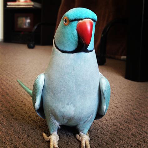 Blue Indian ringneck parrot! One of my favorites! | birds | Pinterest | 새