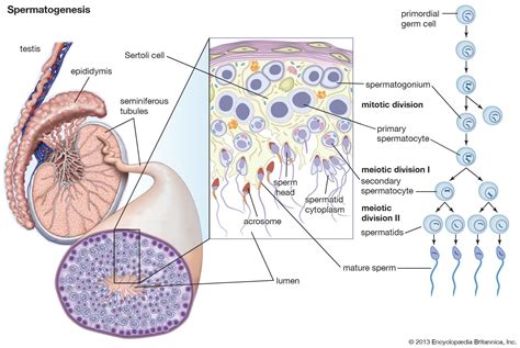 What Is Spermatogenesis Describe the Process of Spermatogenesis