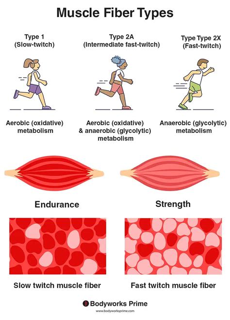 Muscle Fiber Types Explained - Bodyworks Prime