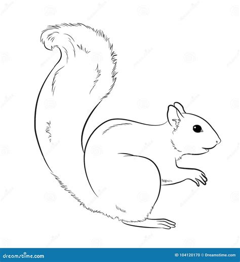 Squirrel Drawing. Squirrel Head Full Face. Simple Line Drawing Of A Squirrel. Wild Animal Vector ...