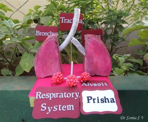 3d Model Of Respiratory System Project