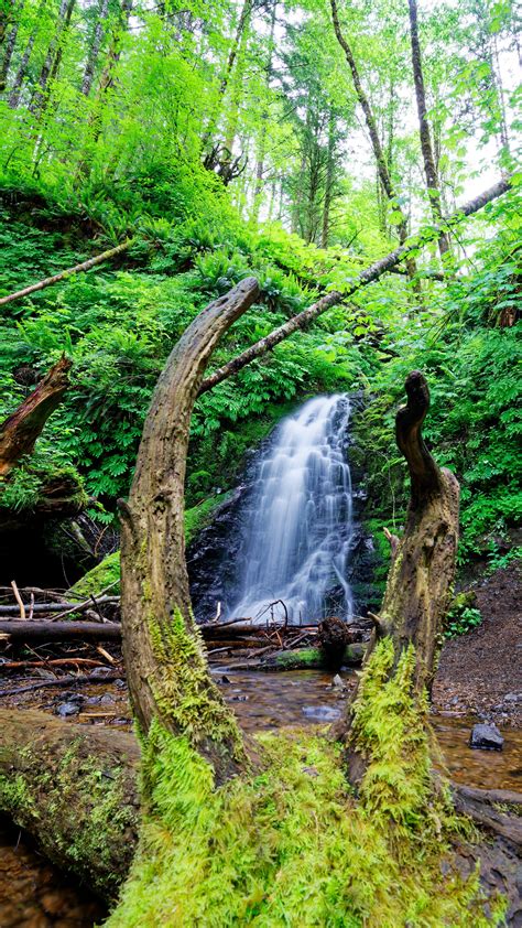 Tillamook State Forest, Oregon [OC][2237x3976] : r/EarthPorn