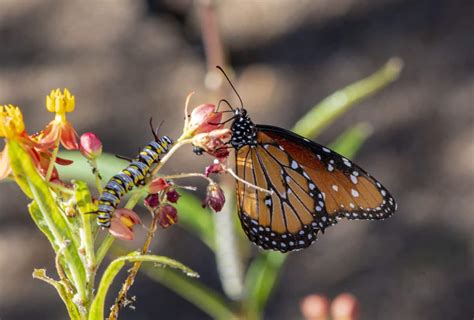 Queen Butterfly and Caterpillar on Milk Weed | Focus on Arts and Ecology