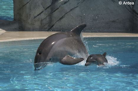 the place worth ur click: Dolphin - giving birth