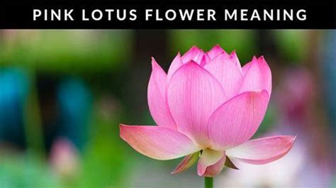 Pink Lotus Flower Logo