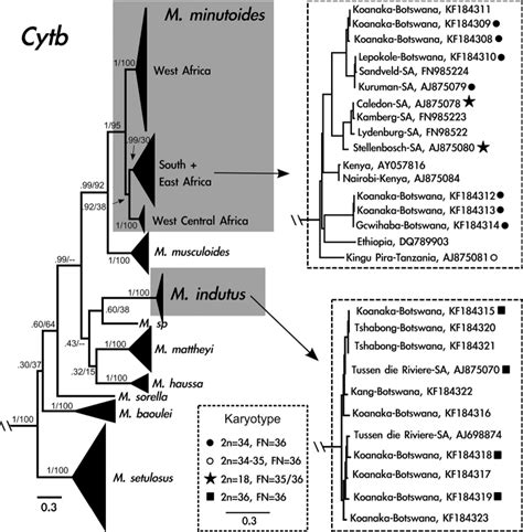 Cytochrome b gene tree generated from 741 base pairs including 125 taxa... | Download Scientific ...