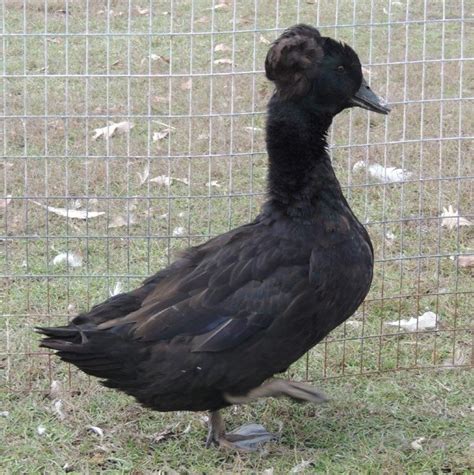 Black Crested Duck - Profile | Eggs | Characteristics - Bird Baron