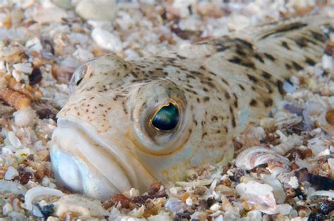 Irish beach warning as numbers of venomous weever fish 'that make grown men cry' explode | The ...