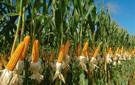 Majority of EU countries vote against 2 new GM corn varieties but ...