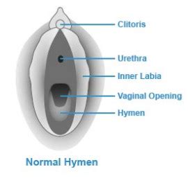 Hymen | Current Health Advice, Health Blog Articles and Tips