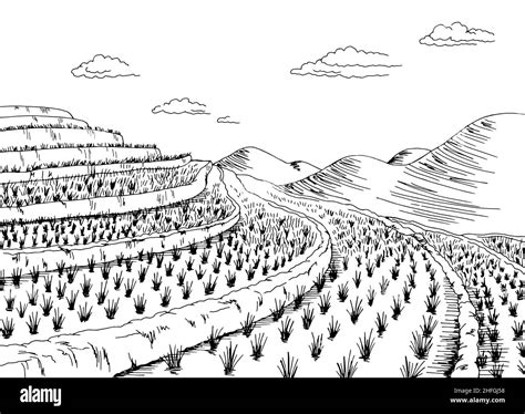 Rice field graphic black white landscape sketch illustration vector ...