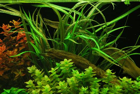 Cryptocoryne Balansae – Freshwater Live Aquarium Plant | Aquarium Plants