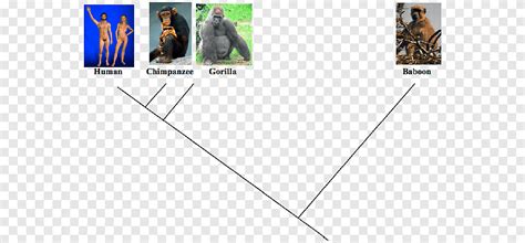 Free download | Evidence of common descent Evolution Molecular biology ...