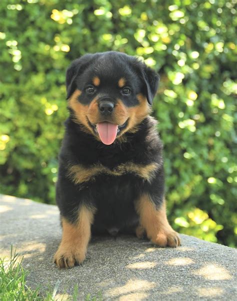 Rottweiler Studs | Lancaster Puppies