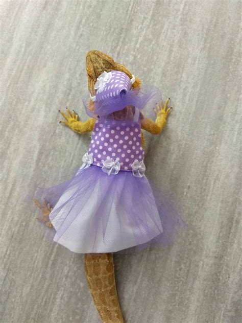 Purple Princess Bearded Dragon Costume Dress MADE IN AMERICA - Etsy