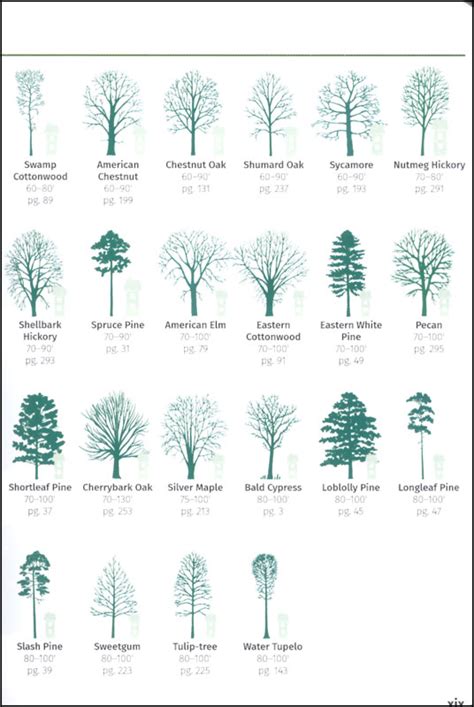 South Carolina Tree Identification Chart