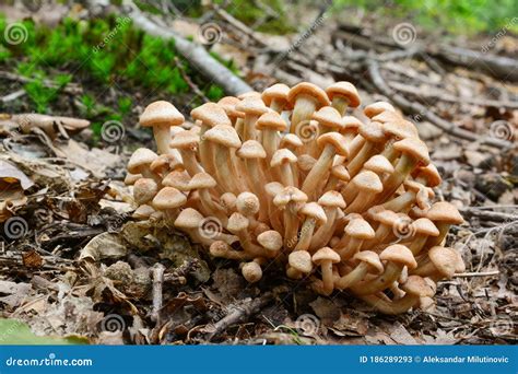 Ringless Honey Mushroom Royalty-Free Stock Photography | CartoonDealer.com #127017143