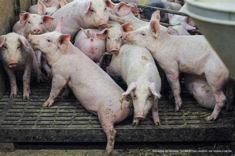 Help Stop Pig and Chicken Mega-Farm Plans in Norfolk | People for the Ethical Treatment of Animals