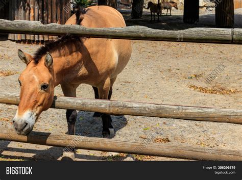 Przewalski Wild Horse Image & Photo (Free Trial) | Bigstock